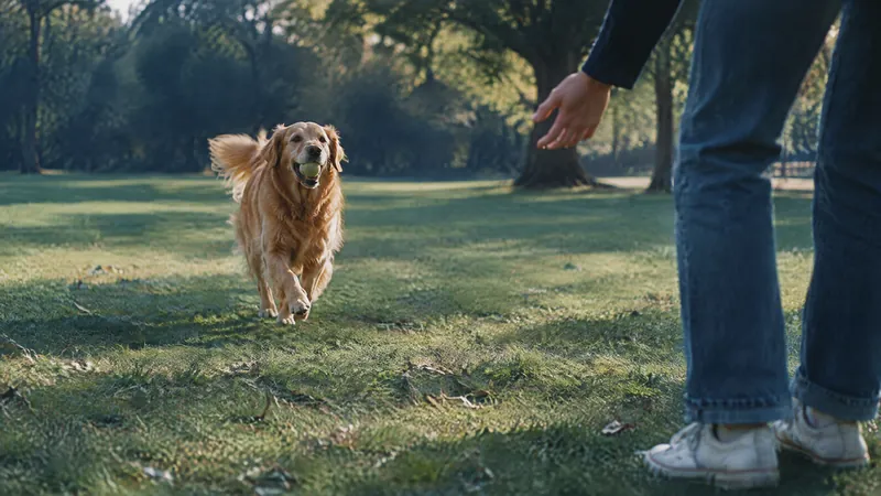 Golden retriever running across sunlit grass towards an outstretched hand