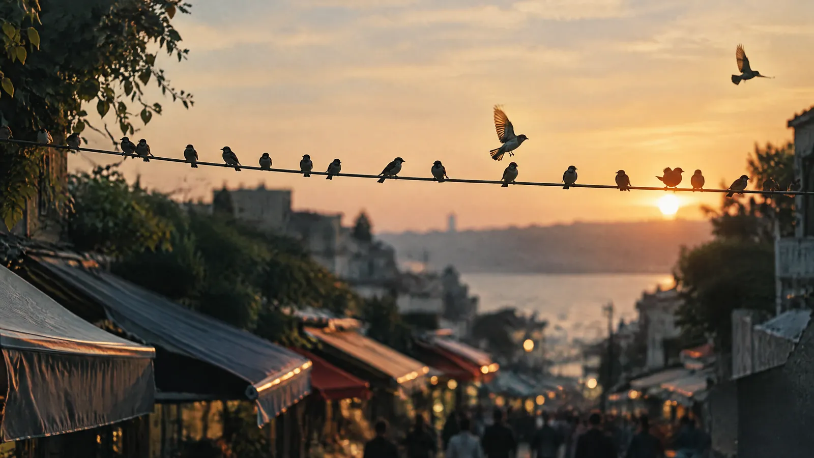 Birds on a wire above a market street at sunset over the water